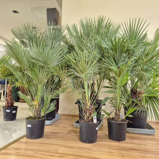 Palma karłowa (Chamaerops humilis)