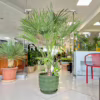 Palma karłowa (Chamaerops humilis)