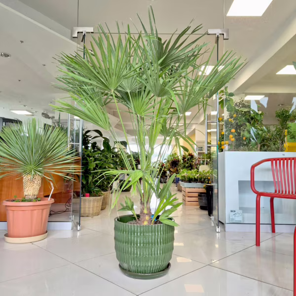 Palma karłowa (Chamaerops humilis) 140cm