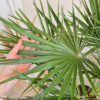 Palma karłowa (Chamaerops humilis)