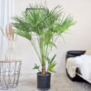 Palma karłowa (Chamaerops humilis)