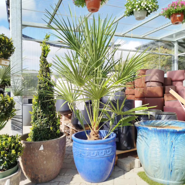Palma karłowa (Chamaerops humilis) 150-160cm