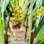 Palma karłowa (Chamaerops humilis) 160cm