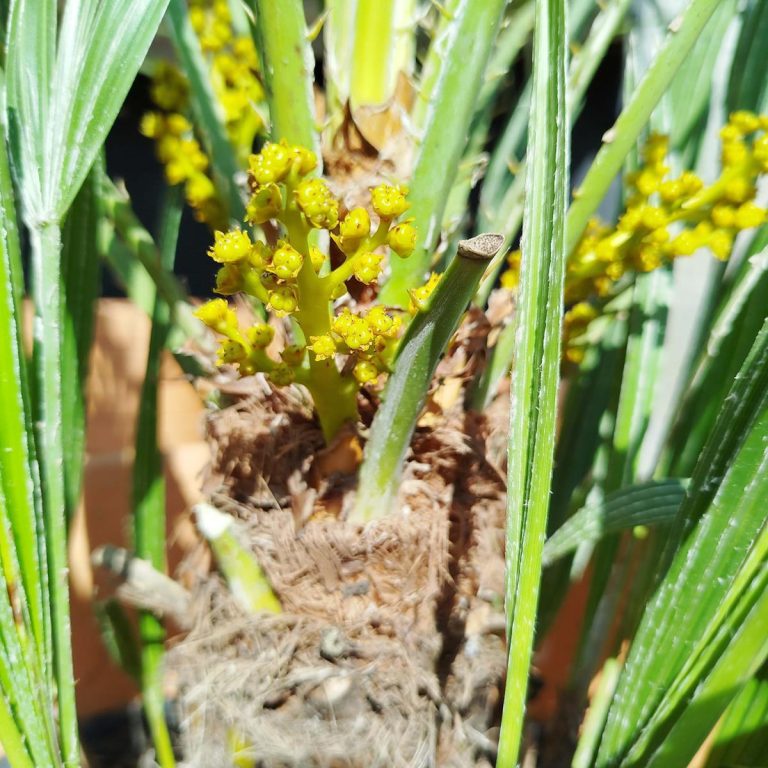 Palma karłowa (Chamaerops humilis) 160cm