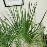 Palma karłowa (Chamaerops humilis) 160cm