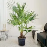 Palma karłowa (Chamaerops humilis) 160cm