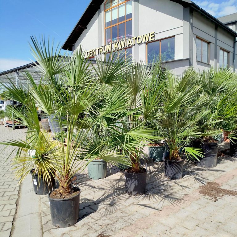 Palma karłowa (Chamaerops humilis) 160cm