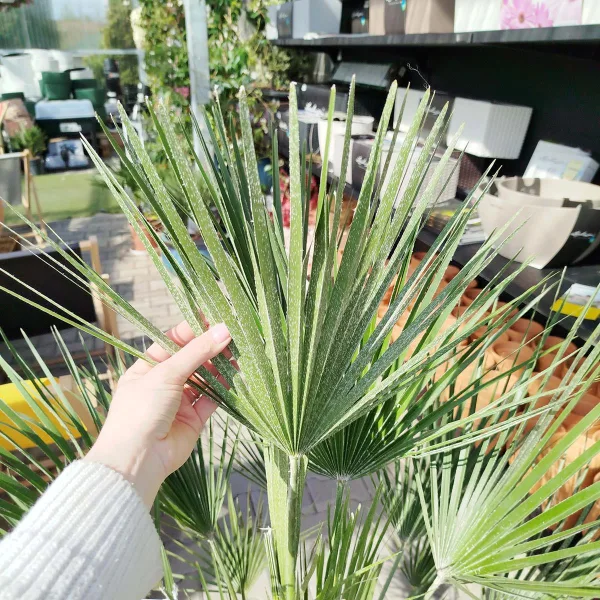 Palma karłowa (Chamaerops humilis) 160cm