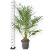 Palma karłowa (Chamaerops humilis) 160cm
