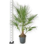 Palma karłowa (Chamaerops humilis) 160cm