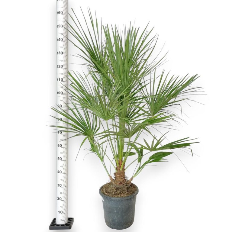Palma karłowa (Chamaerops humilis) 160cm