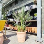 Palma karłowa (Chamaerops humilis) 160cm