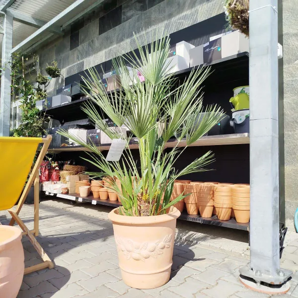 Palma karłowa (Chamaerops humilis) 160cm