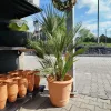 Palma karłowa (Chamaerops humilis) 160cm