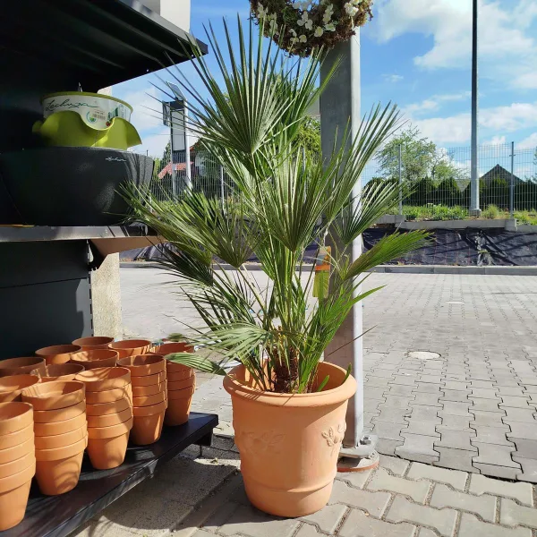Palma karłowa (Chamaerops humilis) 160cm