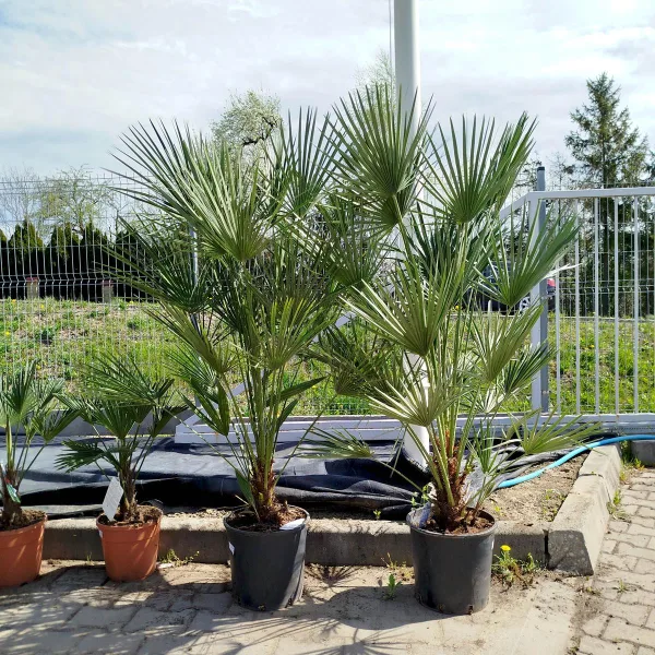 Palma karłowa (Chamaerops humilis) 160cm