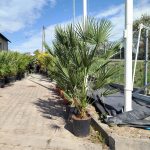 Palma karłowa (Chamaerops humilis) 160cm