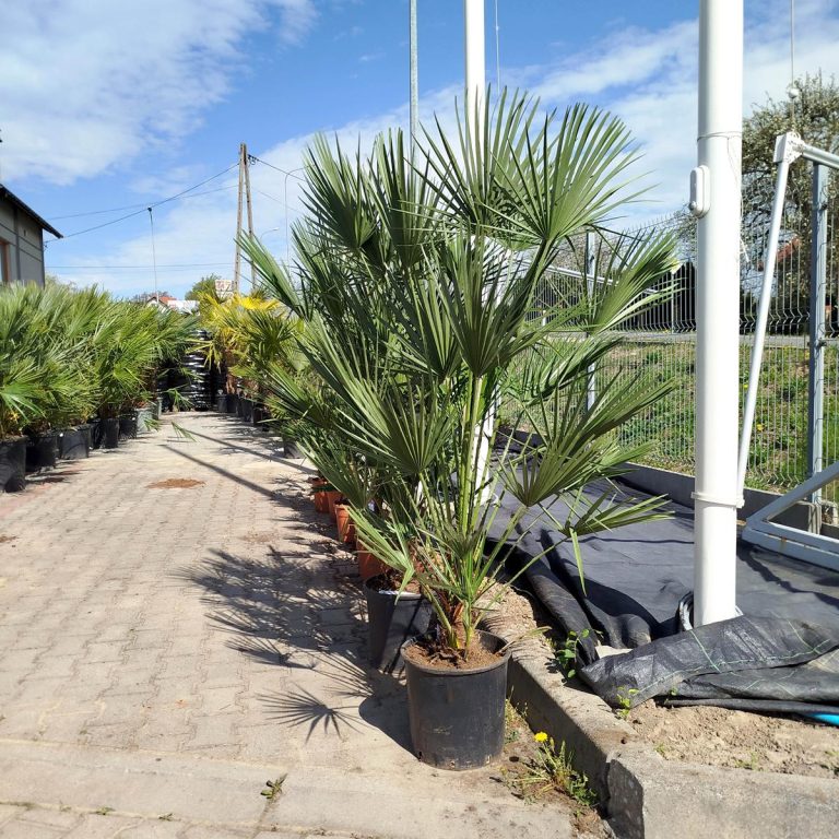 Palma karłowa (Chamaerops humilis) 160cm