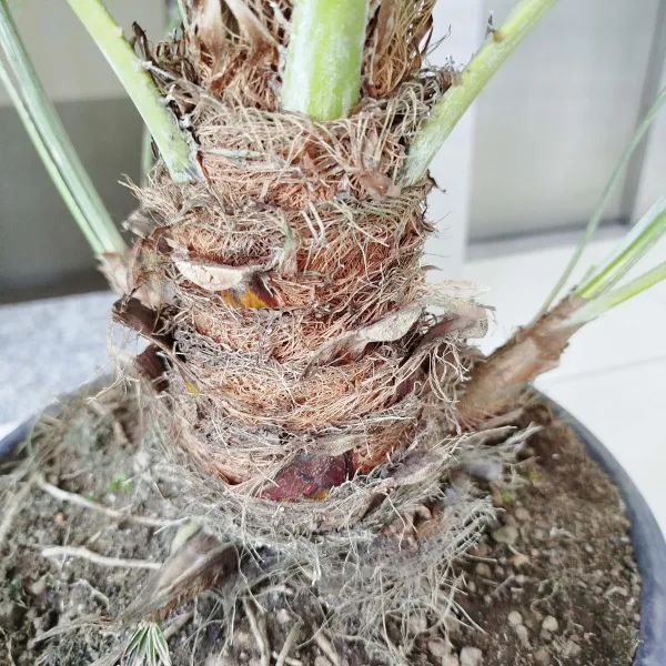 Palma karłowa (Chamaerops humilis) 160cm