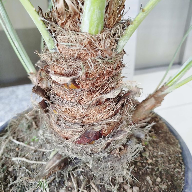 Palma karłowa (Chamaerops humilis) 160cm