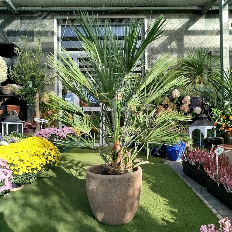 Palma karłowa (Chamaerops humilis) 130cm