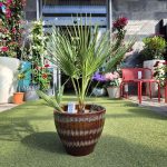 Palma karłowa (Chamaerops humilis) 100cm