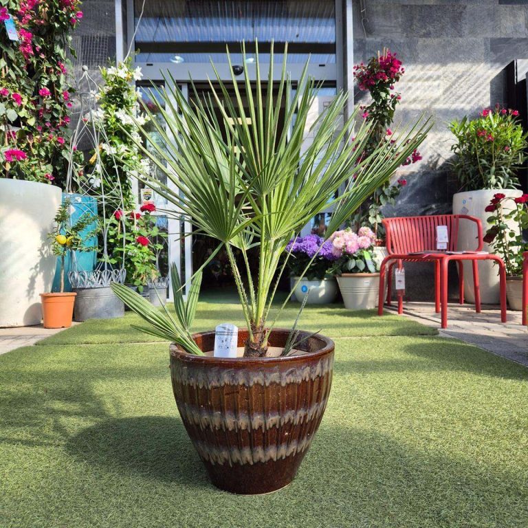 Palma karłowa (Chamaerops humilis) 100cm