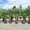 Palma karłowa (Chamaerops humilis) 130cm