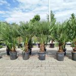 Palma karłowa (Chamaerops humilis) 130cm