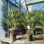 Palma karłowa (Chamaerops humilis) 130cm