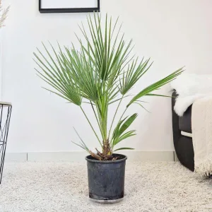 Palma karłowa (Chamaerops humilis) 100cm