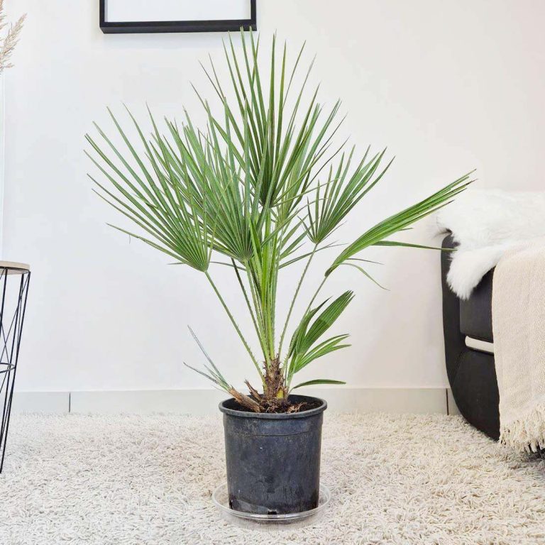 Palma karłowa (Chamaerops humilis) 100cm