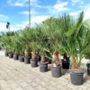 Palma karłowa (Chamaerops humilis) 130cm