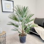 Palma karłowa (Chamaerops humilis) 130cm