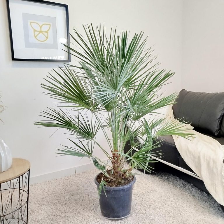 Palma karłowa (Chamaerops humilis) 130cm