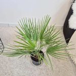 Palma karłowa (Chamaerops humilis) 100cm