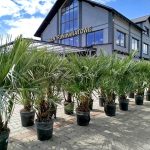 Palma karłowa (Chamaerops humilis) 130cm