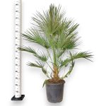 Palma karłowa (Chamaerops humilis) 130cm