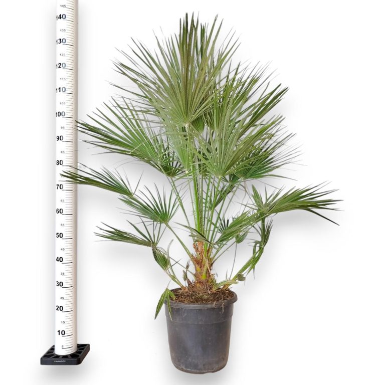 Palma karłowa (Chamaerops humilis) 130cm