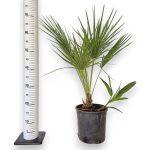 Palma karłowa (Chamaerops humilis) 100cm