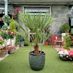 Palma karłowa (Chamaerops humilis) 130cm