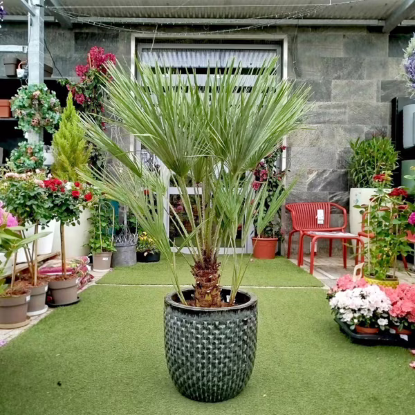 Palma karłowa (Chamaerops humilis) 130cm