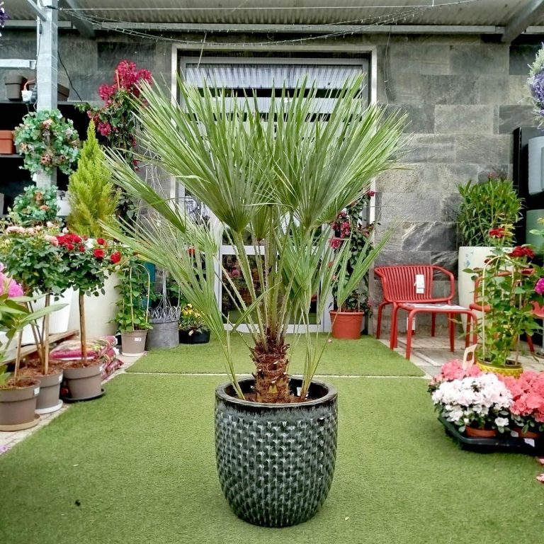 Palma karłowa (Chamaerops humilis) 130cm