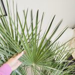 Palma karłowa (Chamaerops humilis) 130cm