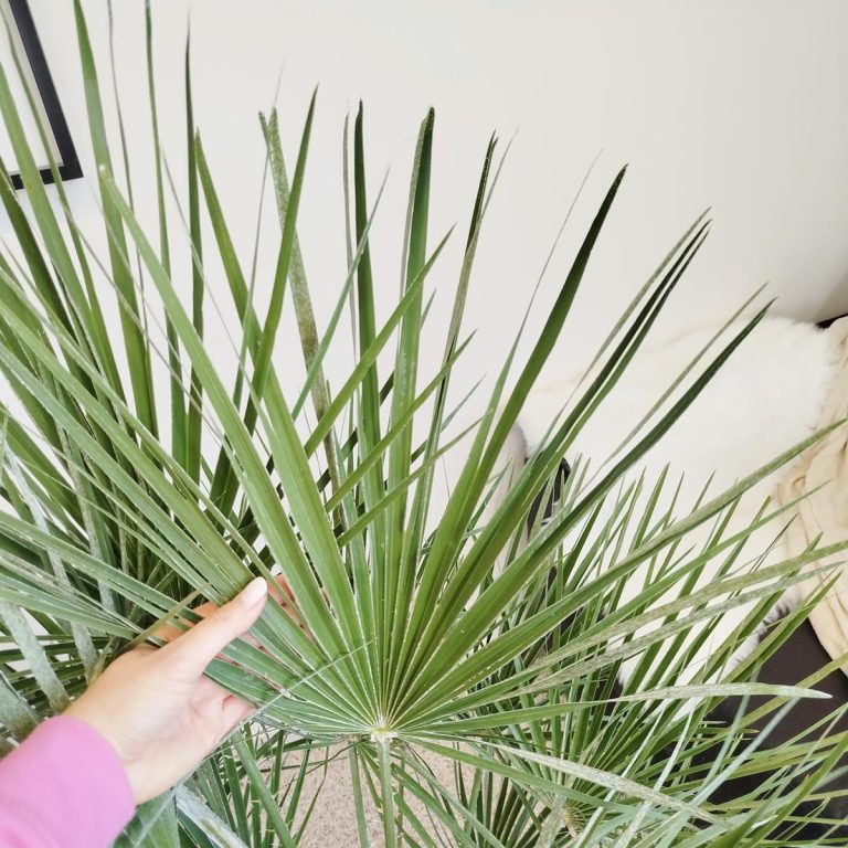 Palma karłowa (Chamaerops humilis) 130cm