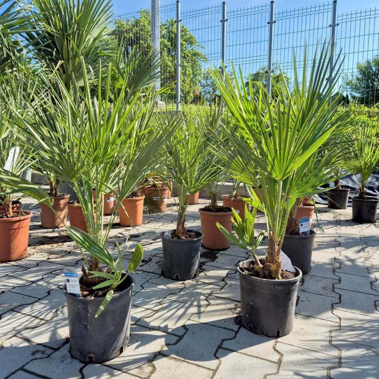 Palma karłowa (Chamaerops humilis) 100cm