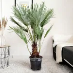 Palma karłowa (Chamaerops humilis) 130cm