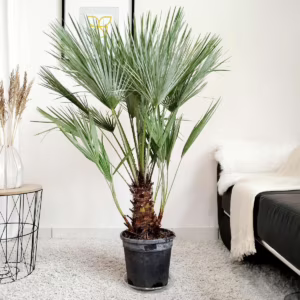 Palma karłowa (Chamaerops humilis) 130cm