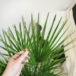 Palma karłowa (Chamaerops humilis) 80cm