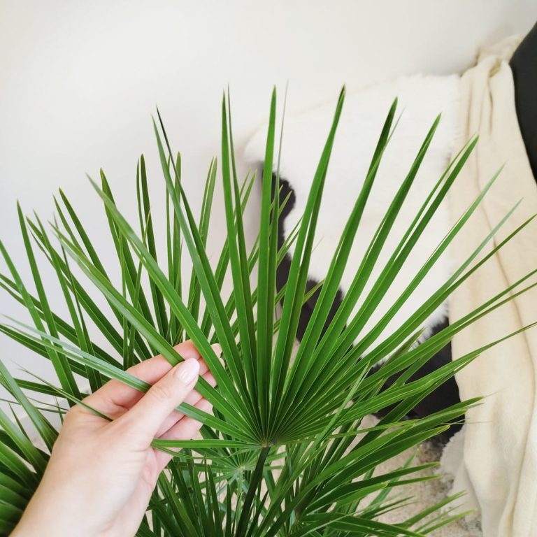 Palma karłowa (Chamaerops humilis) 80cm